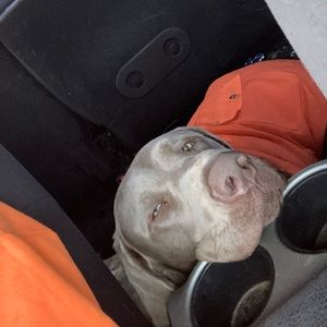 Meet your Posher, Rylan